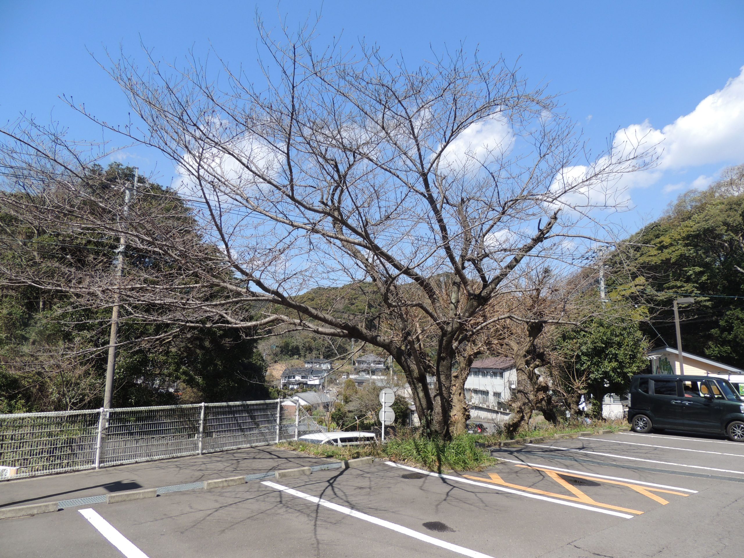 桜の開花はまだです