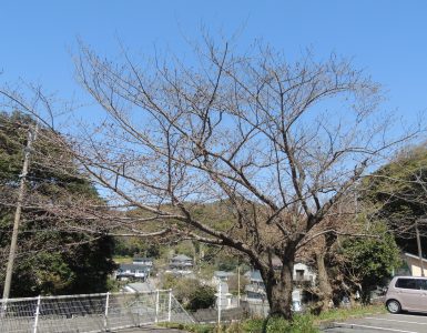 桜咲きました