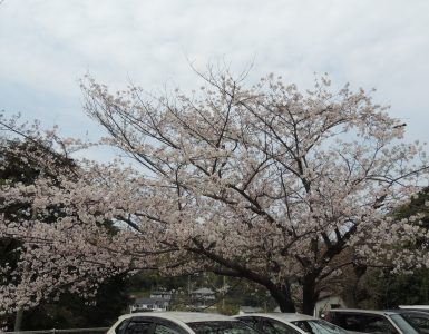 桜咲いたよ